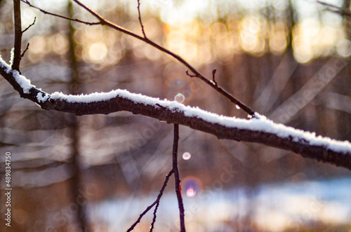 Zweig mit Schnee © Emilia