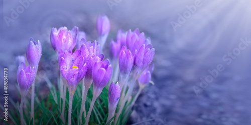 Spring background with close-up of a group of blooming purple crocus flowers on a meadow.