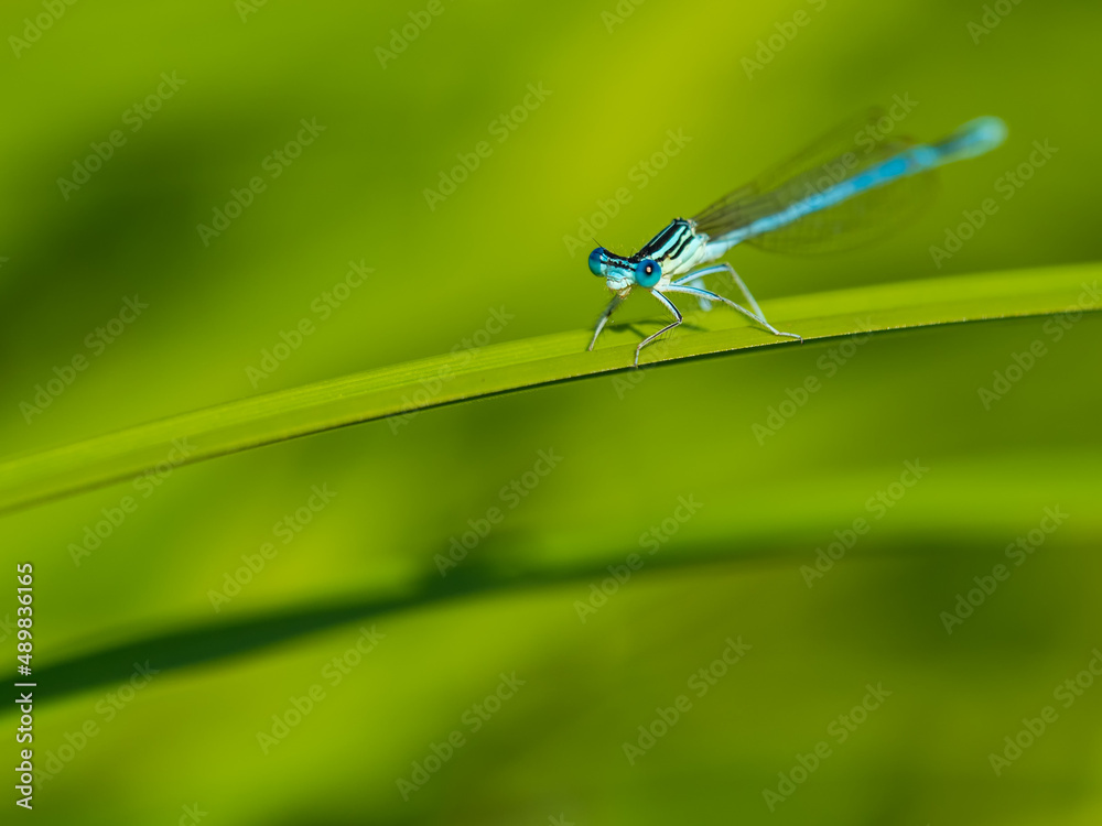 beautiful colorful dragonfly on a natural background beautiful colorful dragonfly on a natural background