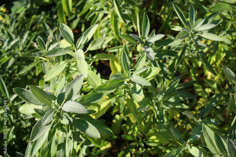 Szałwia lekarska sage Salvia officinalis herbs Szałwia lekarska sage Salvia officinalis herbs