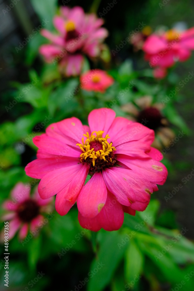 Obraz premium pink flower