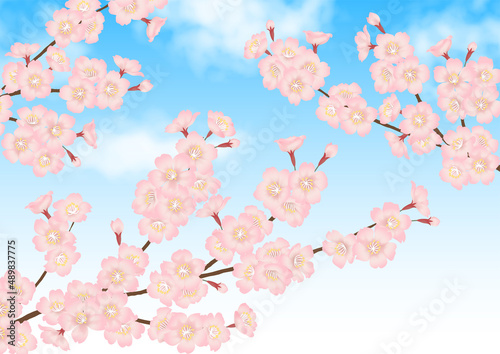 桜の花と青空の春らしいベクター素材 © Studio Trinity