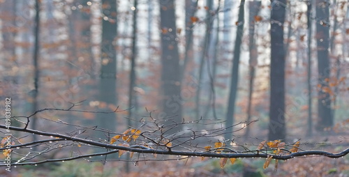 Ein dünner Ast mit wenige orangene Blätter und viele Regentropfen unten im Bild auf einem unscharfen Hintergrund von Bäume in morgen Dunst. © Ina