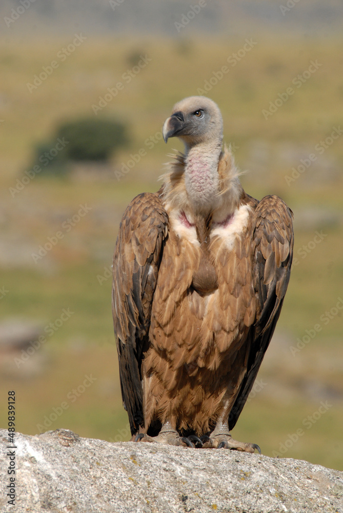 vultures in the midden feed on dead animals