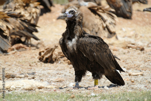 vultures in the midden feed on dead animals