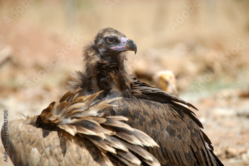 vultures in the midden feed on dead animals