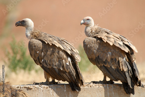 vultures in the midden feed on dead animals