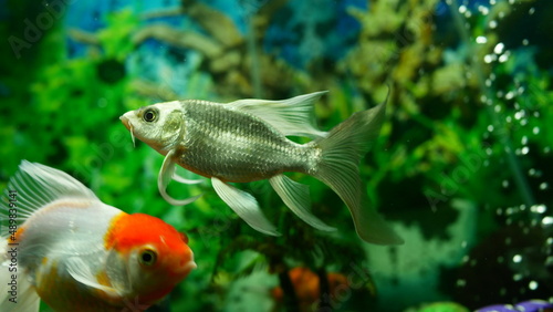 goldfish swimming in the aquarium with clear water, looks very beautiful 