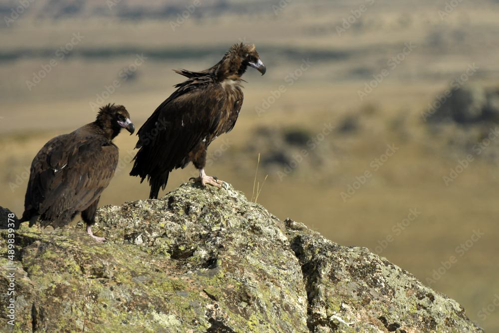 Fototapeta premium Buitres leonados en campos de castila y leon. España