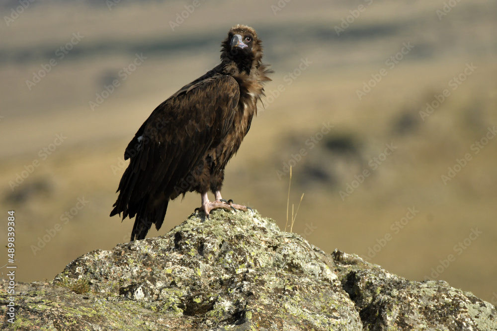 Fototapeta premium Buitres leonados en campos de castila y leon. España