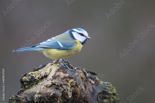 small bird on a beautiful blurred background