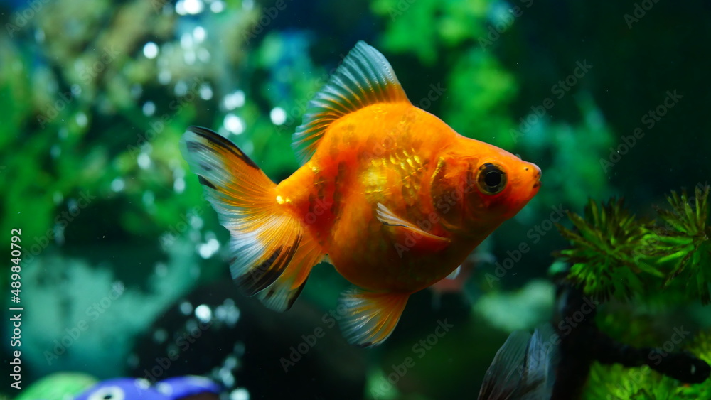 goldfish swimming in the aquarium with clear water, looks very beautiful
goldfish swimming in the aquarium with clear water, looks very beautiful