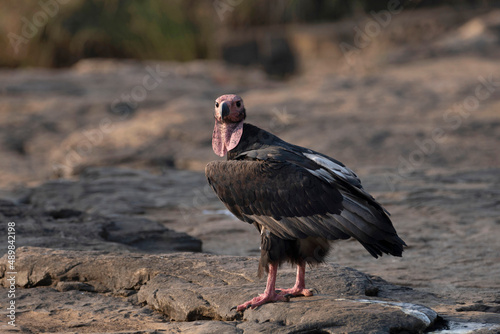 Asian King Vulture, Sarcogyps calvus, Panna Tiger Reserve, Madhya Pradesh photo