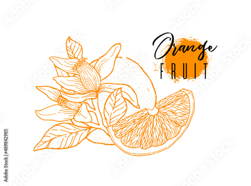 Ink hand drawn of orange fruit. Food element collection. Vintage sketch