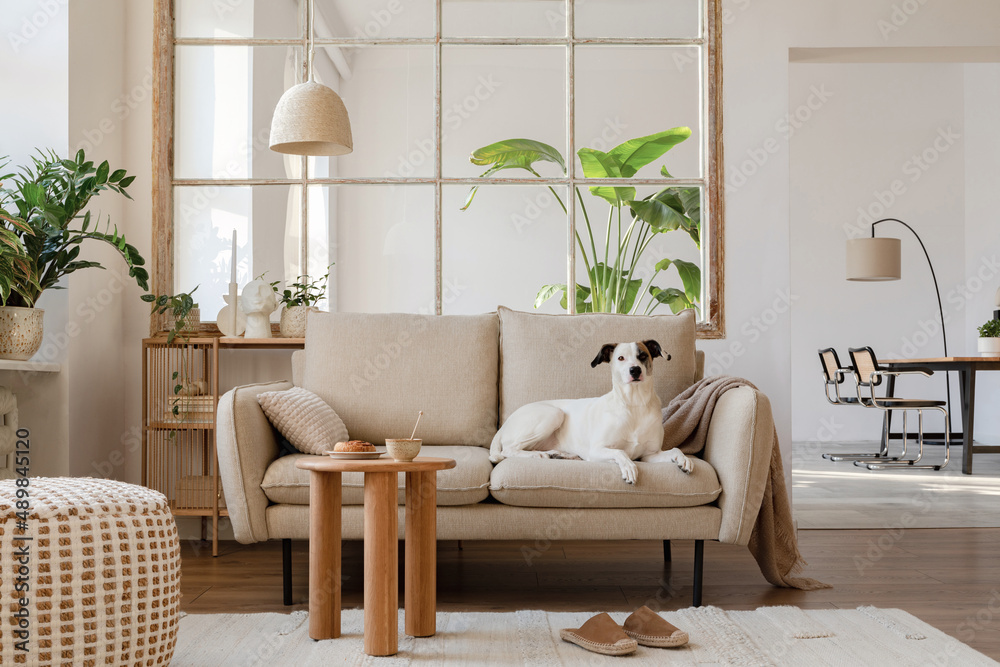 Elegant living room interior design with beautiful dog lying on