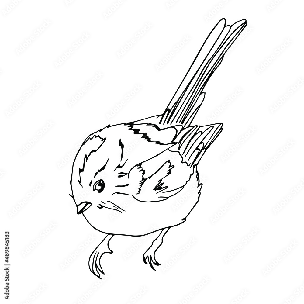 Fototapeta premium Hand-drawn birds.Vector. cute hand-drawn bird doodles.