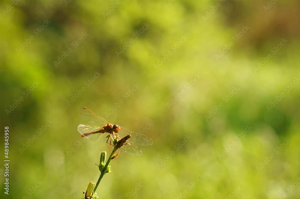 Photo of a dragonfly on a green background. Insects close-up. Photo of a dragonfly on a green background. Insects close-up.