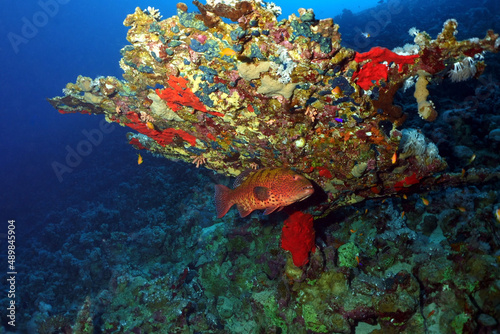 Fototapeta Naklejka Na Ścianę i Meble -  coral reef with fish