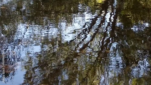 Clear shallow waters of a still meadow with stones underneath. On the surface, a water striders insect glides creating ripples around. Water reflects the trees around. Bright day. photo
