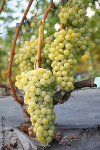 Duże kiście białego winogronu rosnące na zadbanej winnicy, wyścielonej agrowłókniną