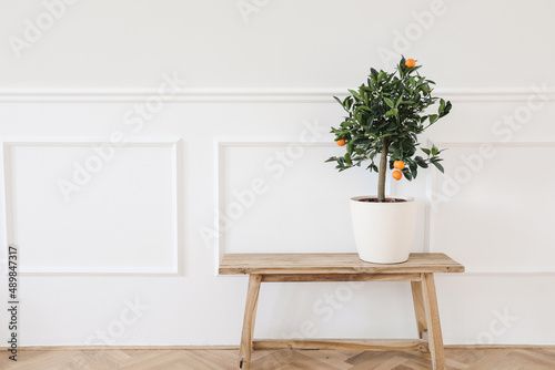 Summer interior still life. Tangerine, citrus calamondin fruit tree in flower pot on old bench, table. Wall moulding background, trim decor. Wooden floor. Mediterranean living room. Empty copy space.