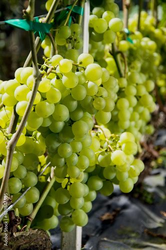 Dużo pięknych owoców białej winorośli w winnicy