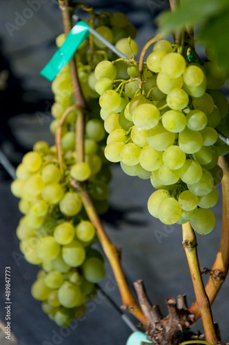 Biała winorośl o nazwie susi, rosnąca w winnicy