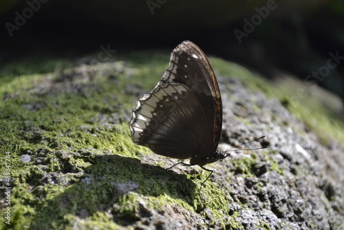 butterfly on the rock