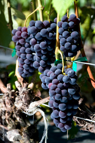 Winorośl o granatowej barwie owoców, rosnąca na winnicy