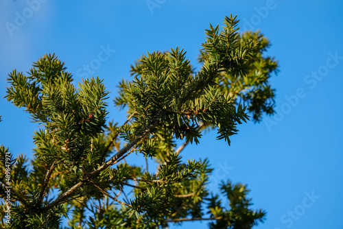 ein grüner Nadelbaum Ast vor blauem Himmel.