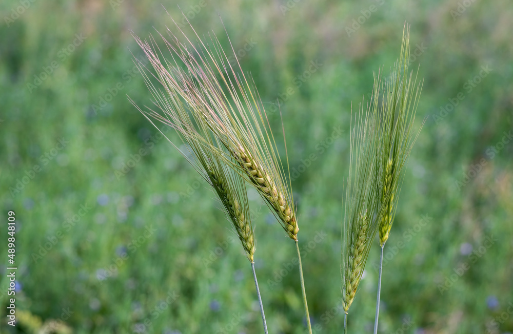 Bunch of green ears of wheat close up shot inside of an agricultural field with copy space