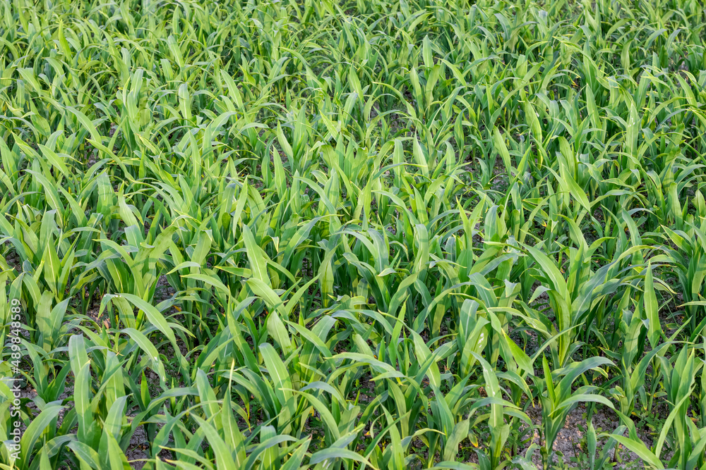 Newly planted young corn grass growing on the field Newly planted young corn grass growing on the field