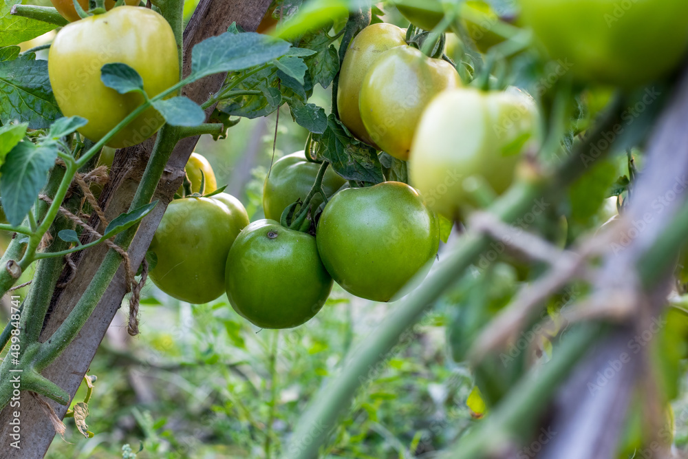 Selective focused organic raw tomatoes in the garden Selective focused organic raw tomatoes in the garden