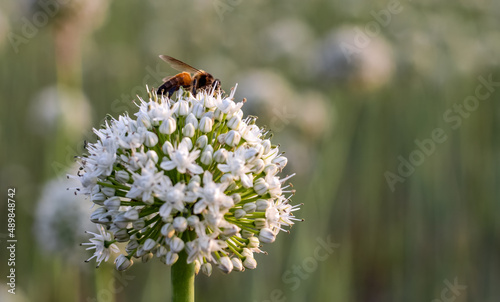 Selective focused white onion flower with a honey collecting bee on bokeh background