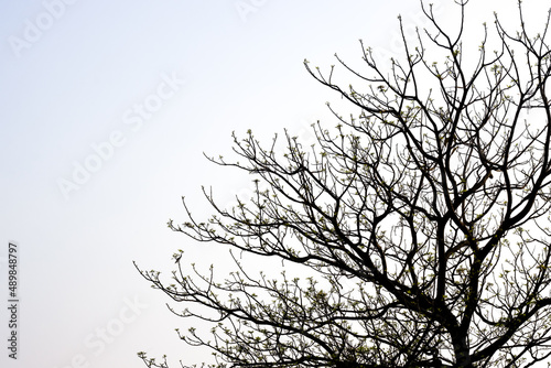Tree branches with newly growing leaves under the evening cloudy sky with copy space