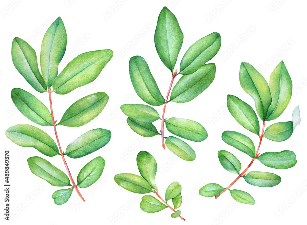 Naklejka premium Collection of watercolor lively twigs with green leaves