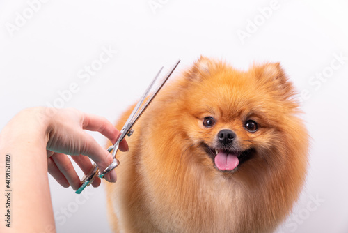 Professional groomer takes care of Orange Pomeranian Spitz in animal beauty salon.