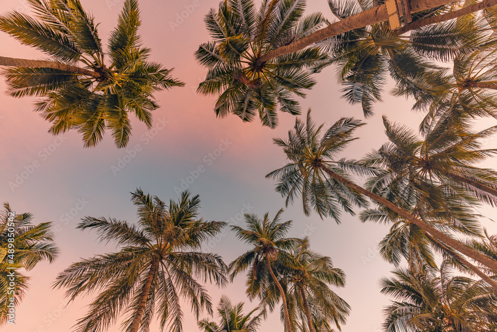 Palm trees with colorful sunset sky. Exotic tropical nature pattern, low point of view landscape. Peaceful and inspirational island scenic, silhouette coconut palm trees on beach at sunset or sunrise