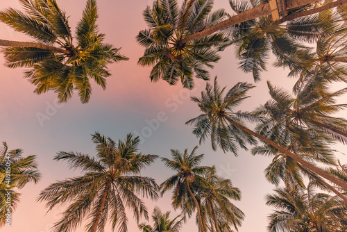 Palm trees with colorful sunset sky. Exotic tropical nature pattern, low point of view landscape. Peaceful and inspirational island scenic, silhouette coconut palm trees on beach at sunset or sunrise