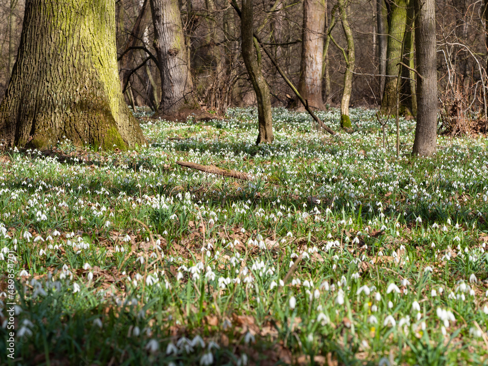 Obraz premium Carpet of white fresh snowdrops in spring forestor common snowdrop (Galanthus nivalis) flowers.Wild flower blooming in spring forest, white blossom.