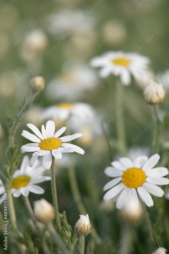 Fototapeta premium background of field daisies