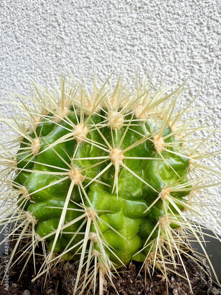 Green Spherical Cacti in Pot .Close up of green succulent with big thorns on a white background 