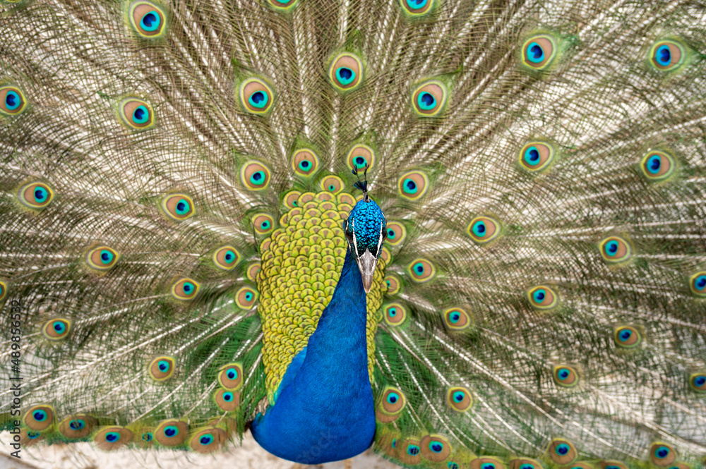 Obraz premium A peacock with its tail spread out showing all its splendor and color of the plumage