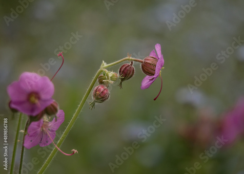 flower bud on green background