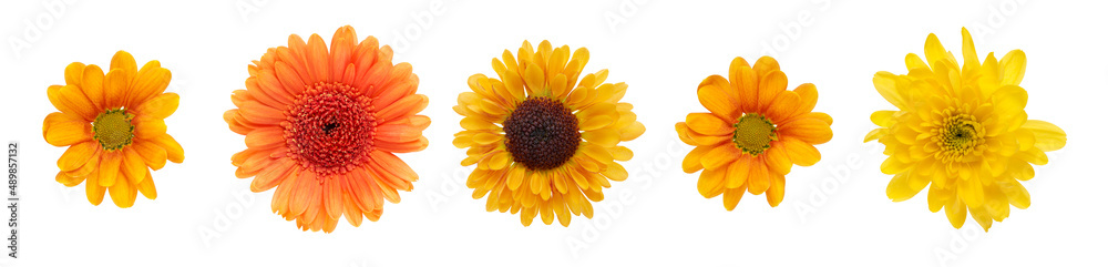 A collection of yellow and orange daisy flower heads isolated against a white background A collection of yellow and orange daisy flower heads isolated against a white background