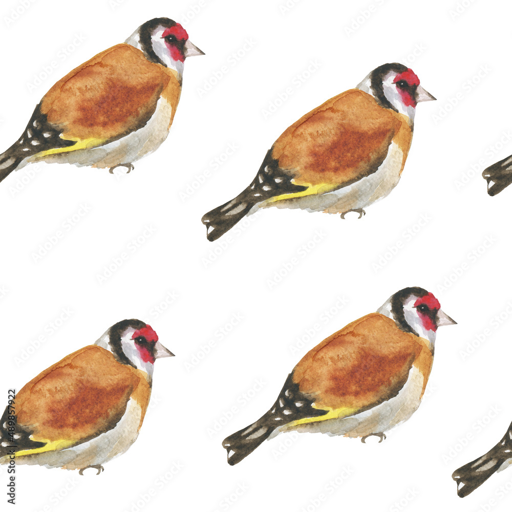 European goldfinch bird seamless pattern on white background. Watercolor hand drawing illustration. Perfect for animal design. Carduelis carduelis.