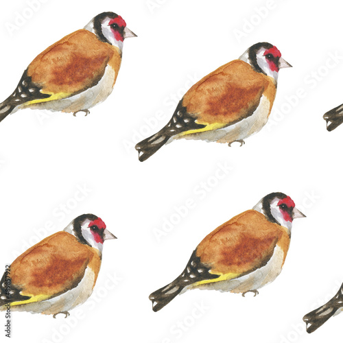 European goldfinch bird seamless pattern on white background. Watercolor hand drawing illustration. Perfect for animal design. Carduelis carduelis.