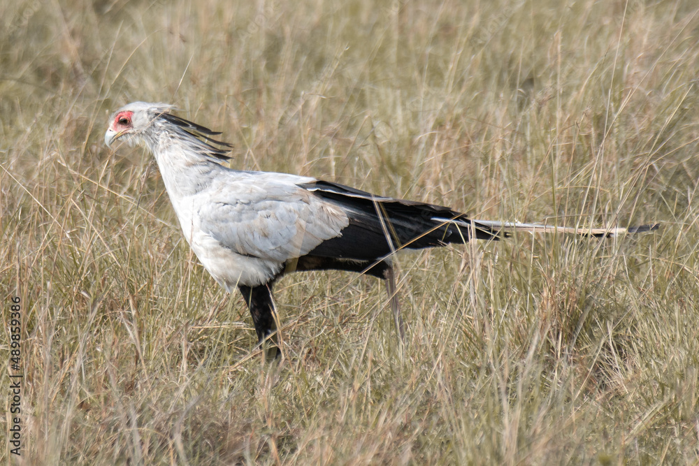 Obraz premium Secretarybird
