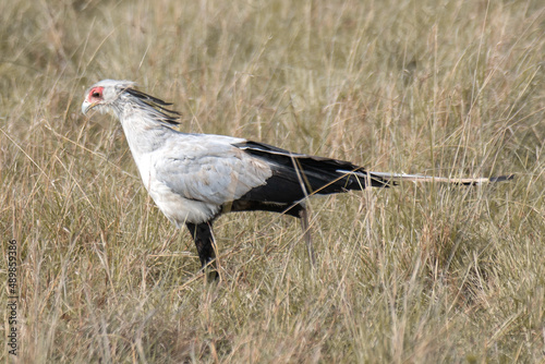 Secretarybird