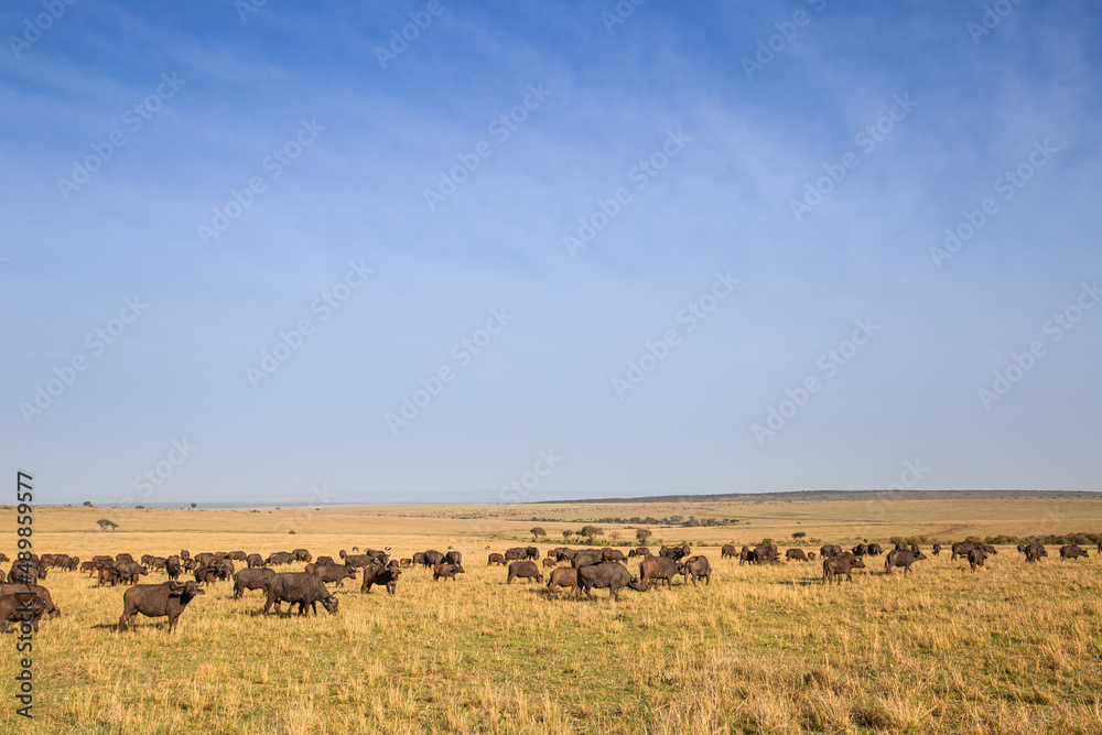 Buffalo herd at dawn